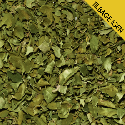 Moringa blade